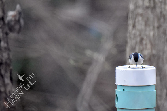 White-breasted Nuthatches look at the nest box 3-1-17