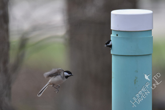 Carolina Chickadees claim the nest box 3-5-17