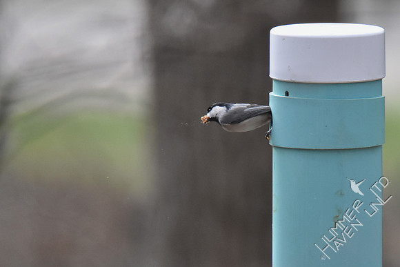 Carolina Chickadee removes sawdust from nest box 3-5-17