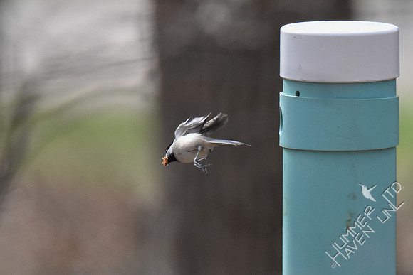 Carolina Chickadee removes sawdust from nest box 3-5-17