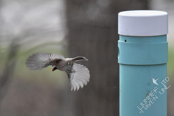 Carolina Chickadee removes sawdust from nest box 3-5-17