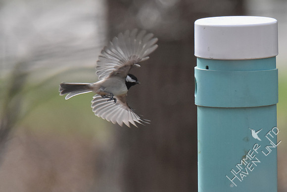 Carolina Chickadee approaches the  nest box 3-5-17