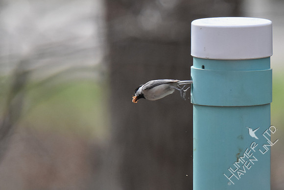Carolina Chickadee removes sawdust from nest box 3-5-17