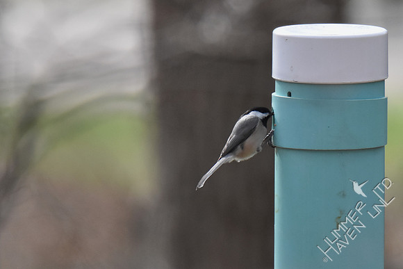 Carolina Chickadee approaches the  nest box 3-5-17