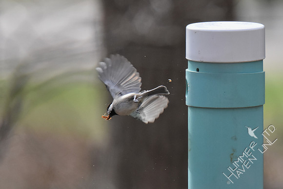 Carolina Chickadee removes sawdust from nest box 3-5-17
