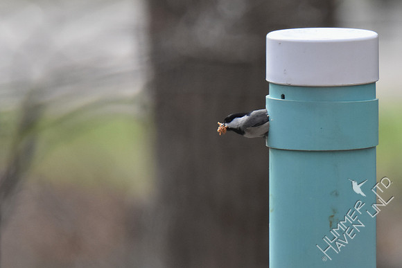 Carolina Chickadee removes sawdust from nest box 3-5-17