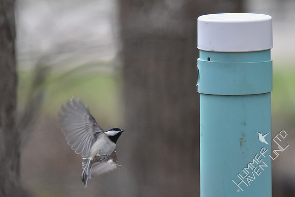 Carolina Chickadee approaches the  nest box 3-5-17