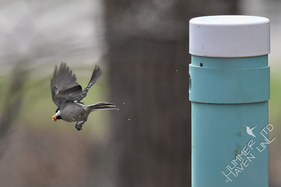 Carolina Chickadee removes sawdust from nest box 3-5-17