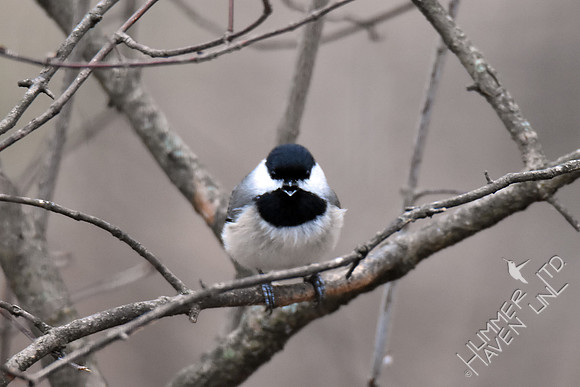 Carolina Chickadee is not happy 3-6-17