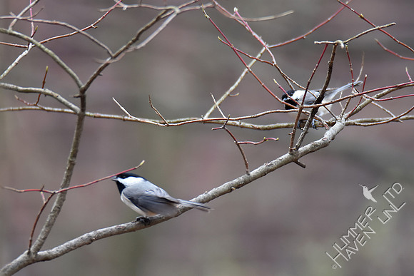Carolina Chickadees fussing 3-6-17
