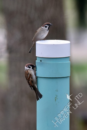 Eurasian Tree Sparrow 'squatters' on chickadee nest box 3-6-17