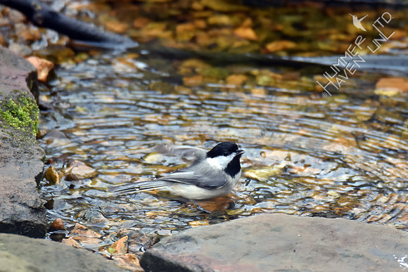 Carolina Chickadee bathes 3-6-17