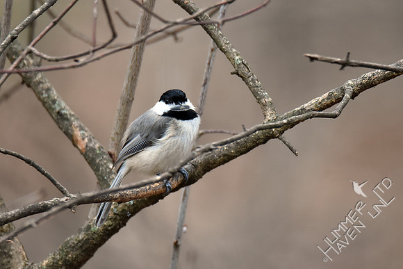 Carolina Chickadee with seed 3-6-17