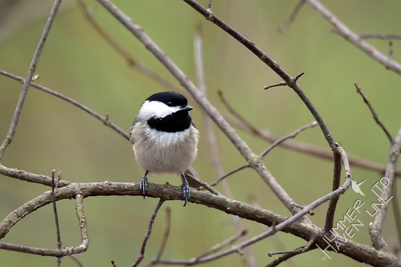 Carolina Chickadee 3-6-17