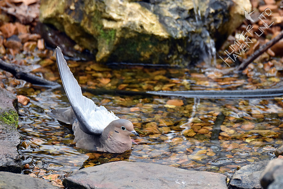 Mourning Dove water ballet 3-6-17