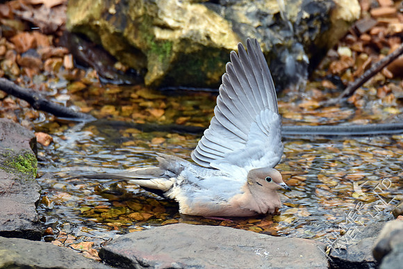 Mourning Dove water ballet 3-6-17