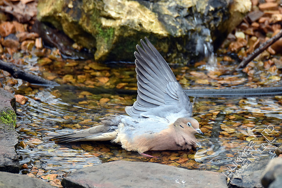 Mourning Dove water ballet 3-6-17
