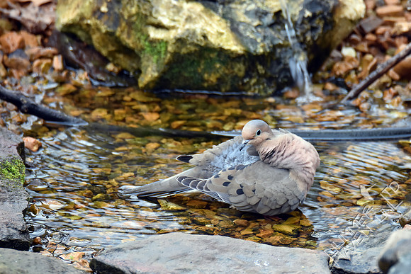Mourning Dove water ballet 3-6-17