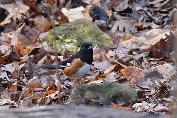 Eastern Towhee 3-7-17