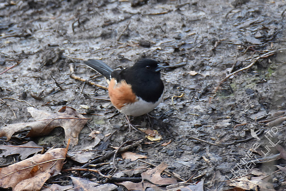 Eastern Towhee 3-7-17