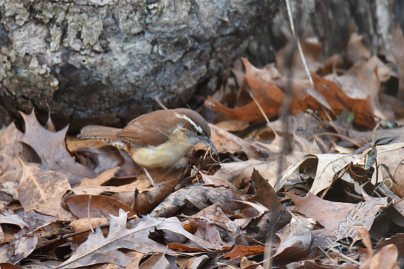 Carolina Wren gathering nesting material  3-7-17