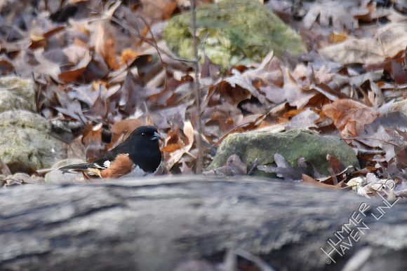 Eastern Towhee 3-7-17