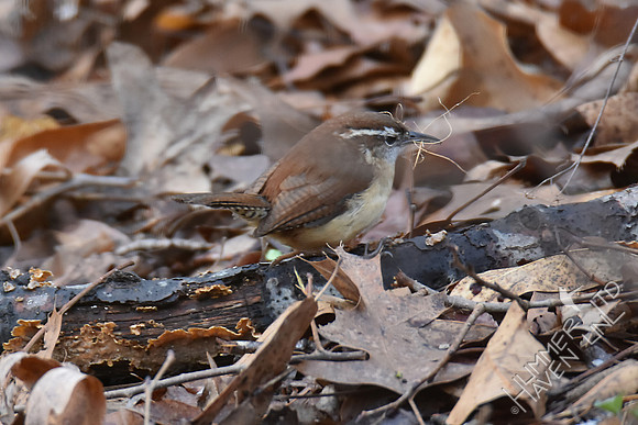 Carolina Wren gathering nesting material  3-7-17