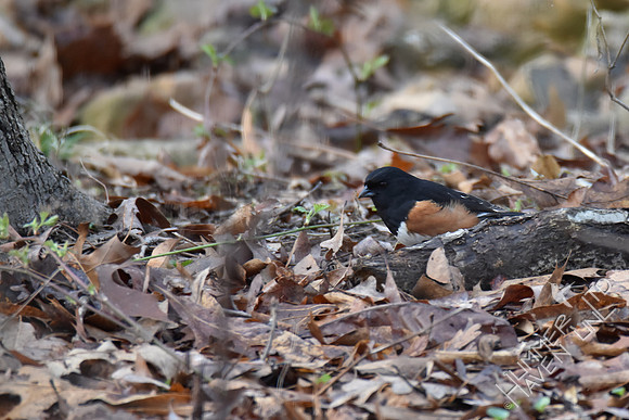 Eastern Towhee 3-7-17