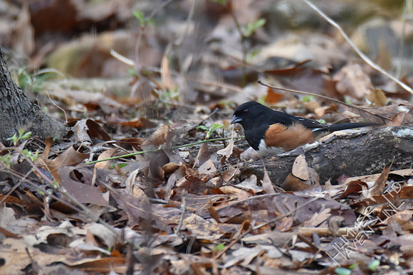 Eastern Towhee 3-7-17