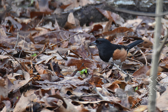 Eastern Towhee 3-7-17