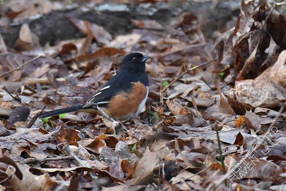 Eastern Towhee 3-7-17