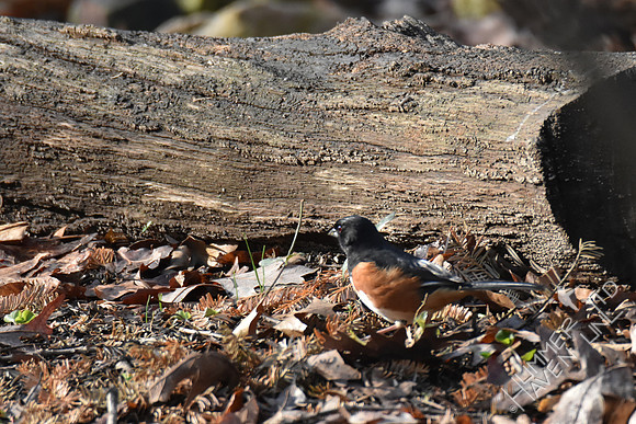 Eastern Towhee 3-7-17