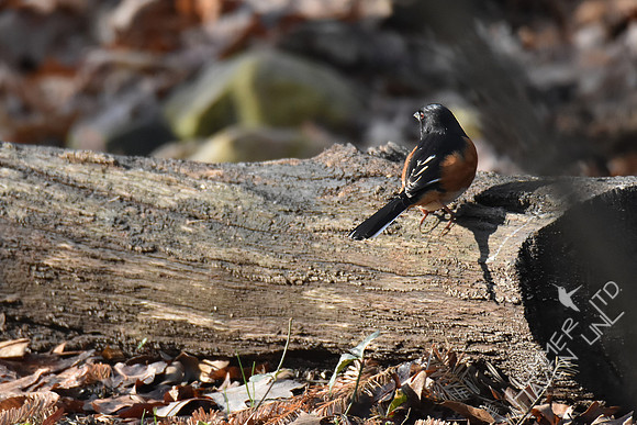 Eastern Towhee 3-7-17