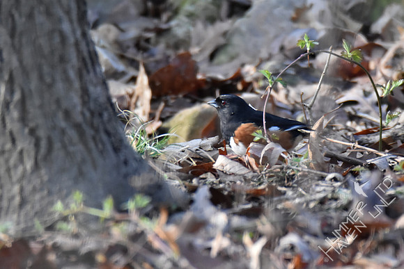 Eastern Towhee 3-7-17