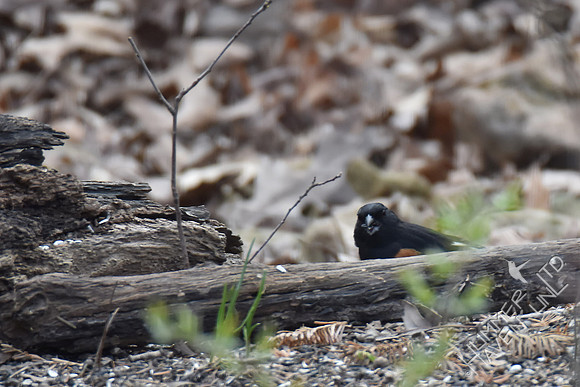 Eastern Towhee 3-8-17