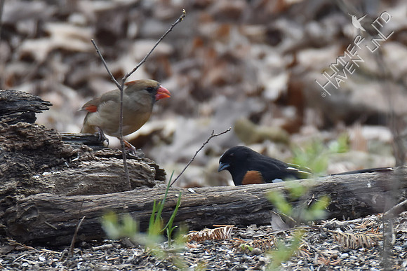 Eastern Towhee 3-8-17
