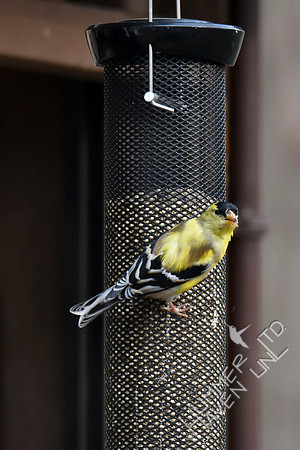 American Goldfinch 3-8-17