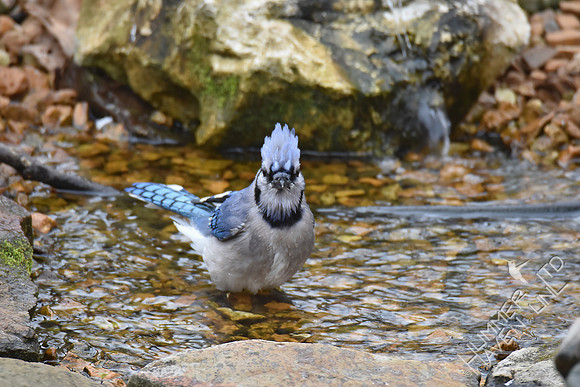 Blue Jay 3-9-17