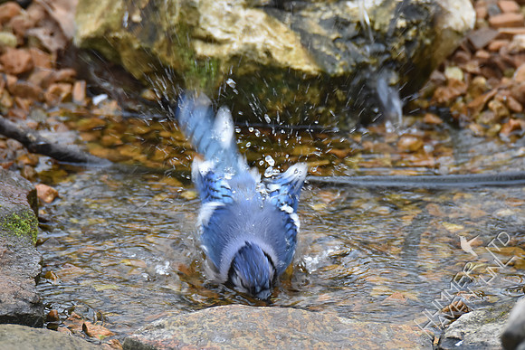 Blue Jay 3-9-17