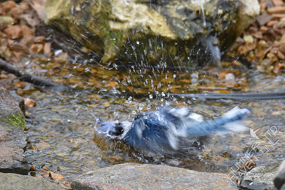 Blue Jay 3-9-17