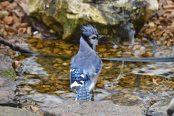 Blue Jay 3-9-17