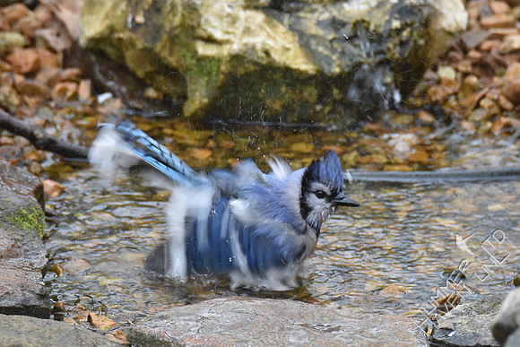 Blue Jay 3-9-17