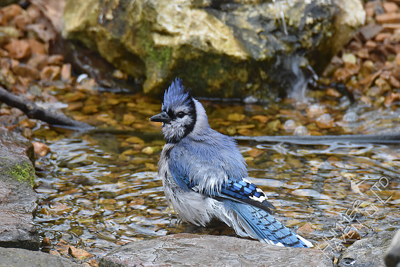Blue Jay 3-9-17