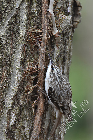 Brown Creeper 3-9-17