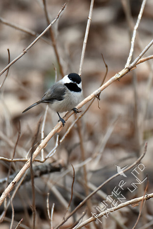Carolina Chickadee in Smooth Hydrangea (Hydrangea arborescens) 3-10-17