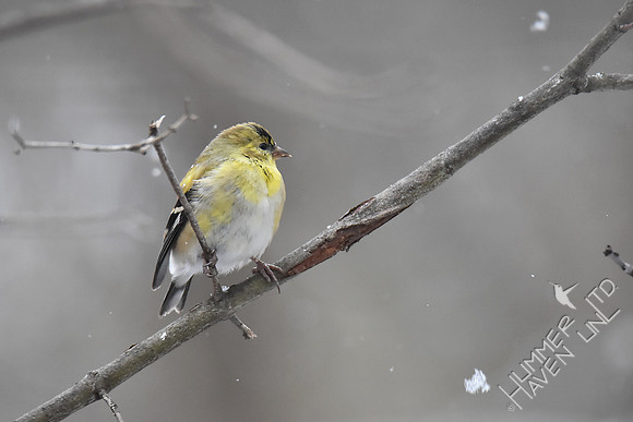 American Goldfinch in snow 3-11-17
