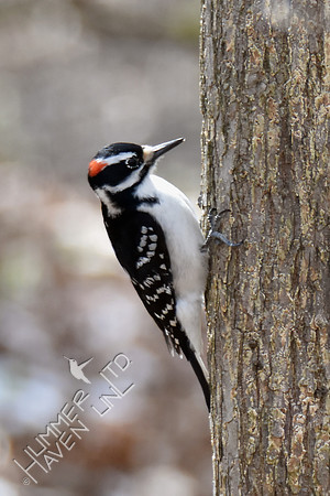 Hairy Woodpecker 3-12-17