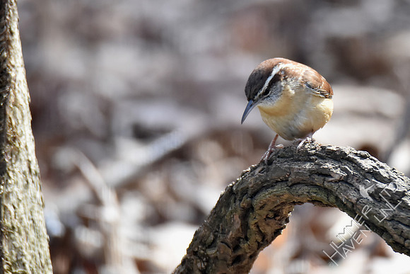 Carolina Wren mate 3-12-17