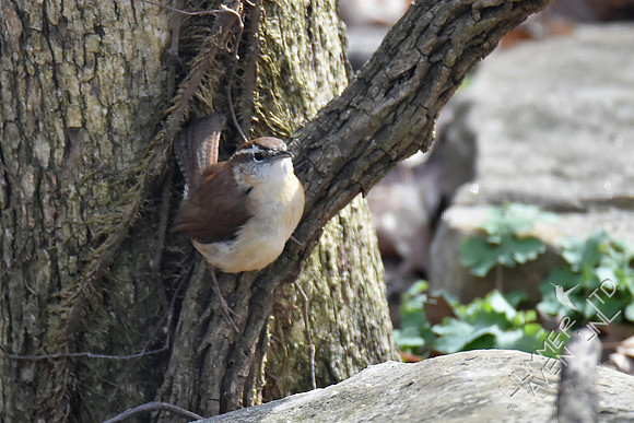 Carolina Wren 3-12-17