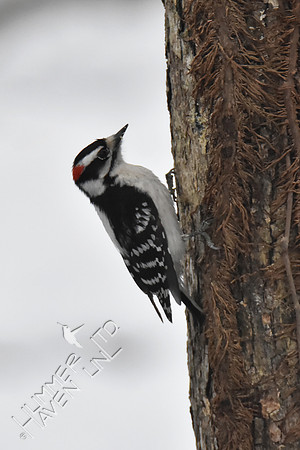 Downy Woodpecker 3-13-17